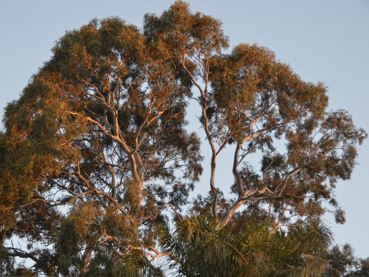Backyard Tales–Neighbours to&nbsp;Entertain