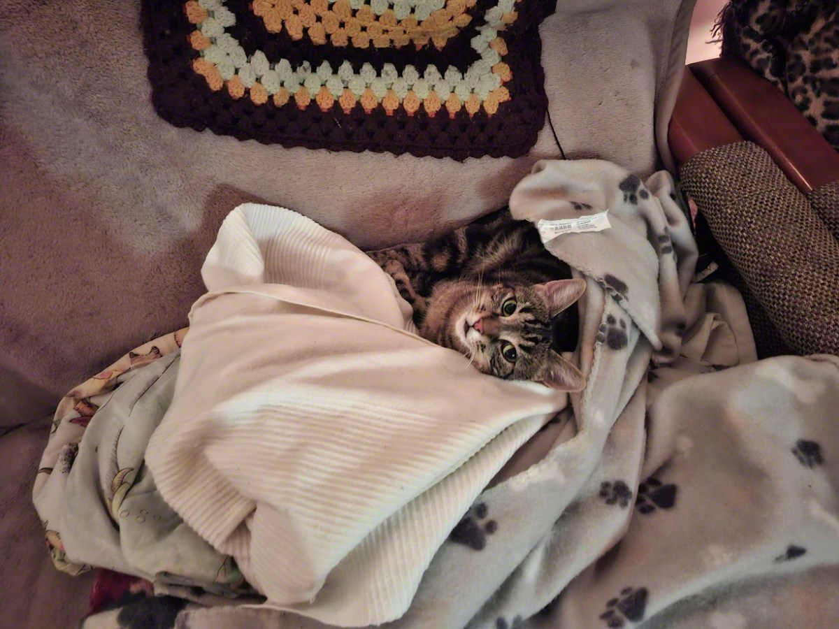 Backyard Tales–Molly’s Misadventure